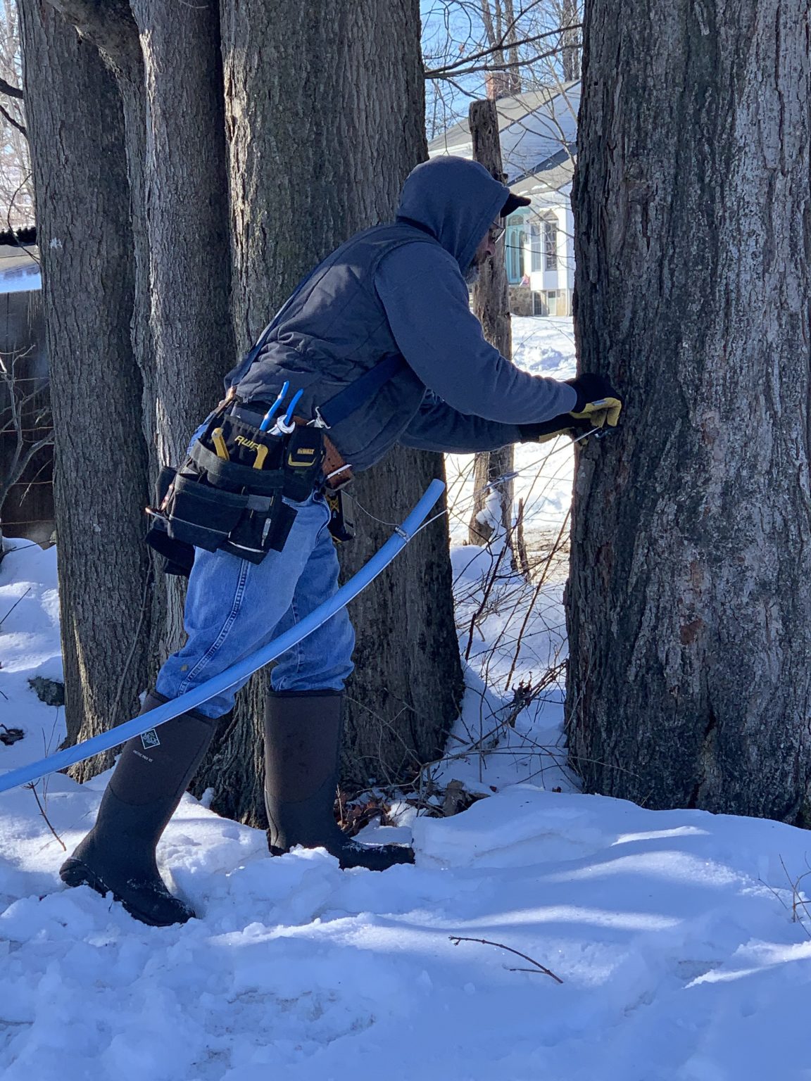 how-maple-syrup-is-made-tapping-maple-trees-syrup-production