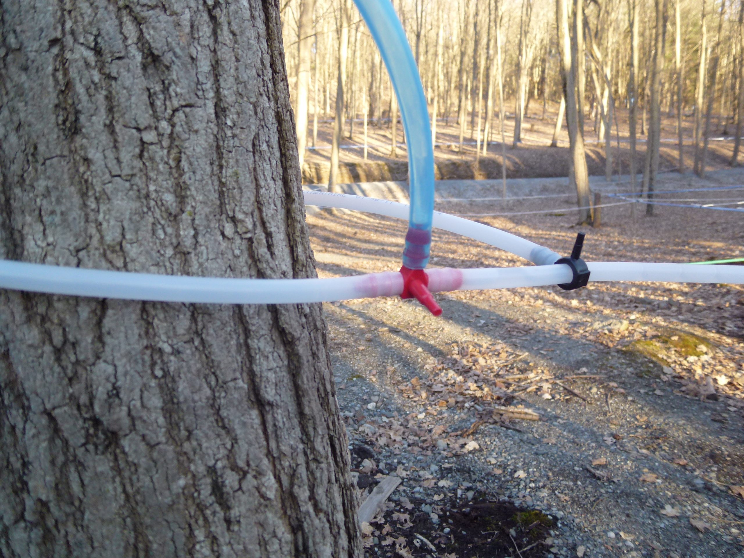 How Maple Syrup Is Made Tapping Maple Trees And Syrup Production 2230